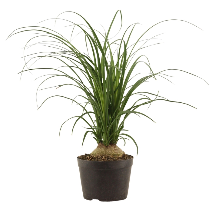 <h4>Beaucarnea Bol 14 cm</h4>