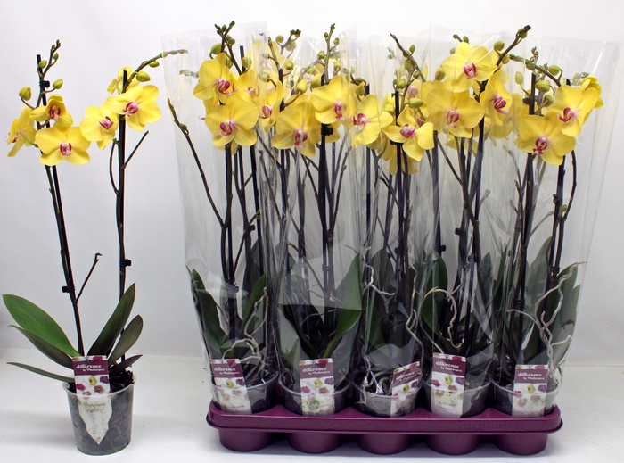 <h4>PHAL F LIMELIGHT</h4>