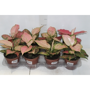 AGLAONEMA GEELY RED P12