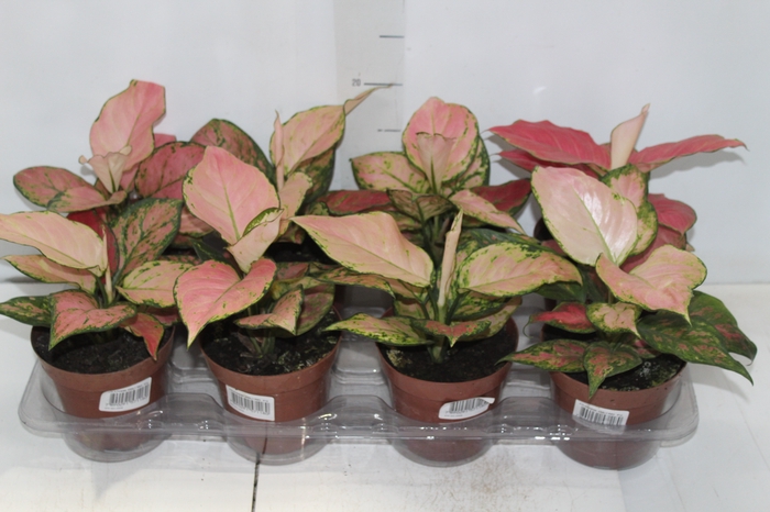 <h4>AGLAONEMA GEELY RED P12</h4>