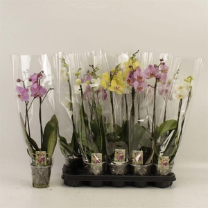 PHAL GEM