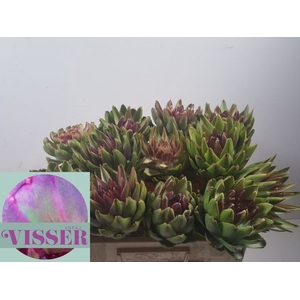 Cynara Sc Green Glob