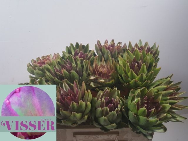 <h4>Cynara Sc Green Glob</h4>