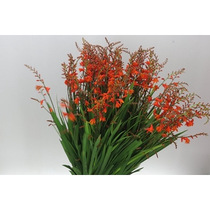 Crocosmia Red King