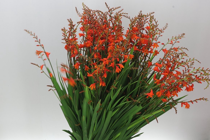 <h4>Crocosmia Red King</h4>