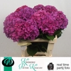 Hydrangea rodeo purple