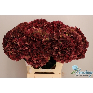 HYDR M MAG RUBYRD CL