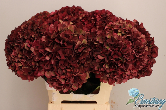 <h4>HYDR M MAG RUBYRD CL</h4>