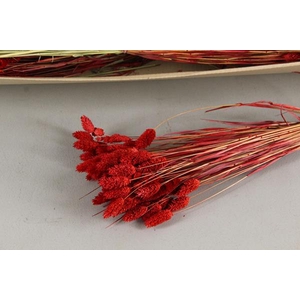 Df Phalaris Bs Red 80g