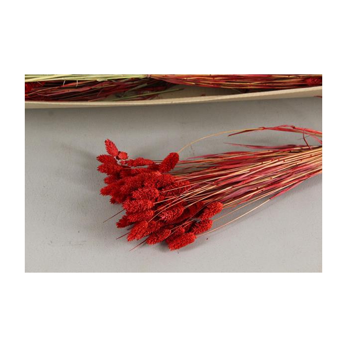 <h4>Df Phalaris Bs Red 80g</h4>