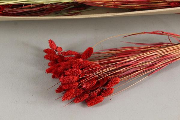 Df Phalaris Bs Red 80g