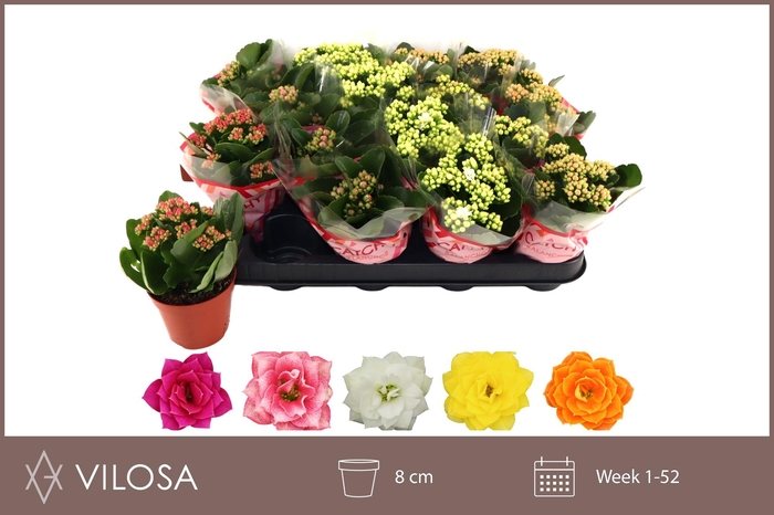 <h4>KAL GE GEM 5 KL</h4>