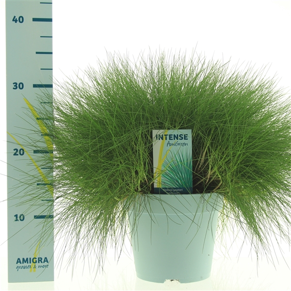 <h4>Festuca gautieri AmiGreen®</h4>