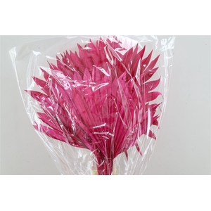 Dried Palm Sun 6pc Fuchsia Bunch