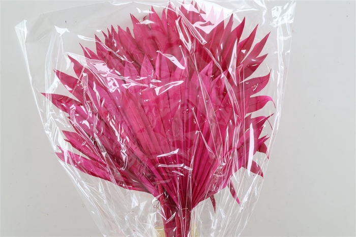 <h4>Dried Palm Sun 6pc Fuchsia Bunch</h4>