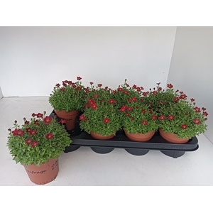 SAXIF AR TOUR DP RED