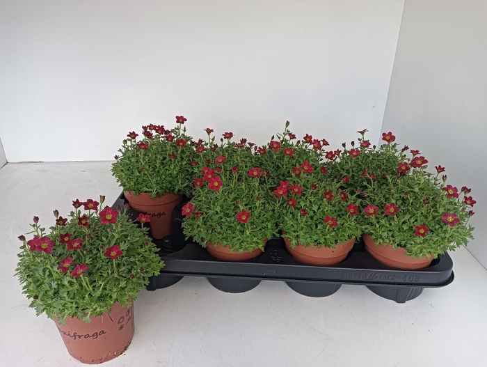 <h4>SAXIF AR TOUR DP RED</h4>