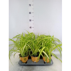 Chlorophytum com. 'Variegatum'