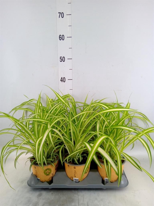 <h4>Chlorophytum com. 'Variegatum'</h4>