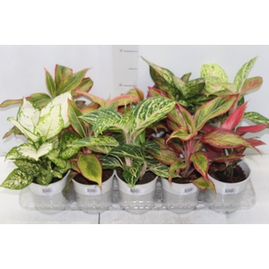 AGLAONEMA VARIADA P12