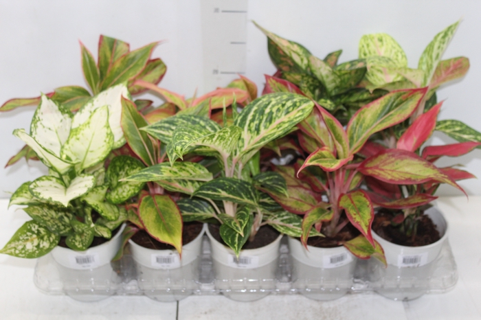 <h4>AGLAONEMA VARIADA P12</h4>