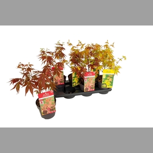 ACER PALMATUM