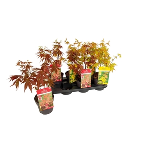ACER PALMATUM