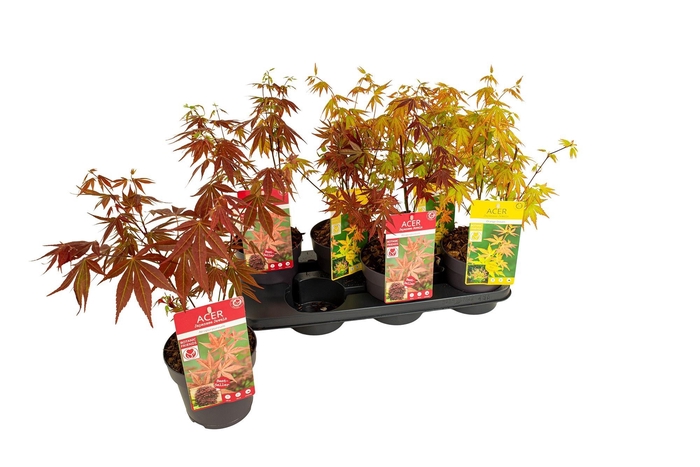 <h4>ACER PALMATUM</h4>