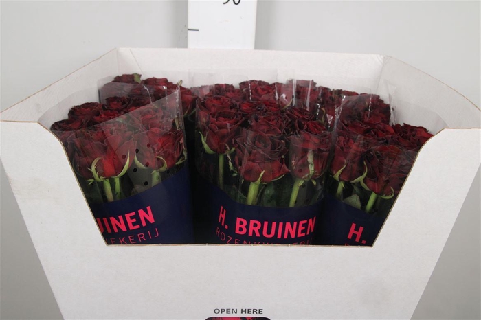 <h4>R Gr Dark Knight</h4>