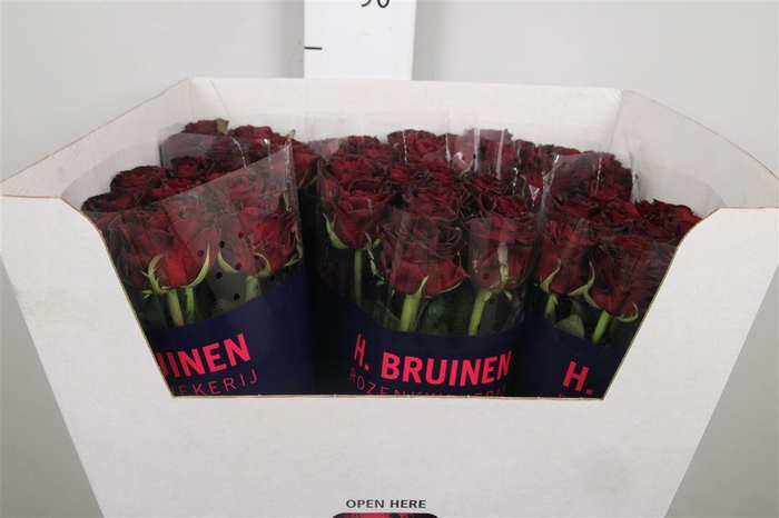 <h4>R Gr Dark Knight</h4>