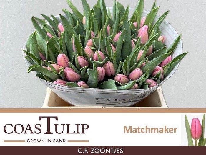 <h4>TU EN MATCHMAKER</h4>