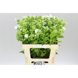 Phlox P Icecap