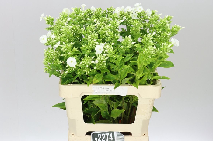 <h4>Phlox P Icecap</h4>