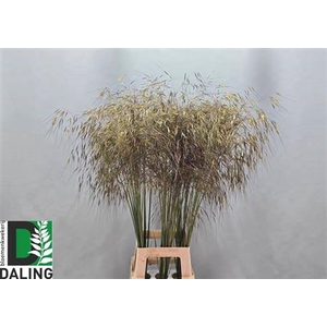 Stipa Gigantea