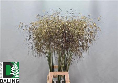 <h4>Stipa Gigantea</h4>