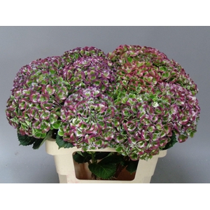 HYDR M MAG REV CL PA