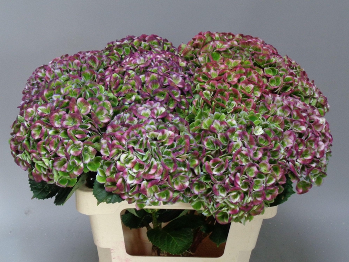 <h4>HYDR M MAG REV CL PA</h4>