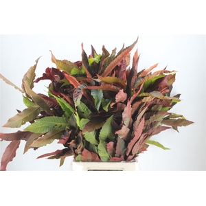 Kastanje Blad Herfst Pbs