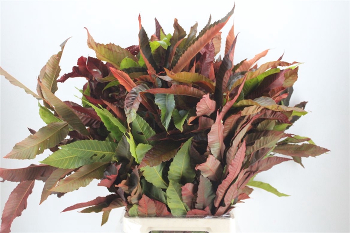 <h4>Kastanje Blad Herfst Pbs</h4>