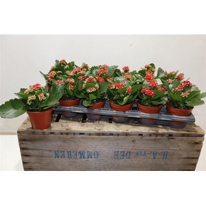 arr8 Kalan B Ge C Rubio