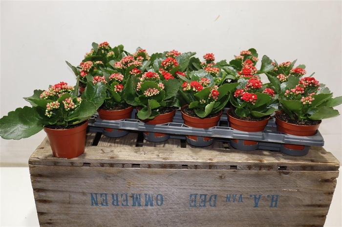 <h4>arr8 Kalan B Ge C Rubio</h4>