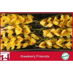 CYMB T GOLDEN FLEECE