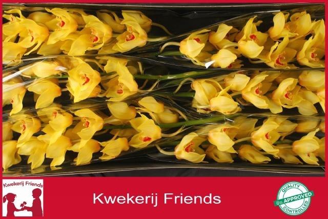 <h4>CYMB T GOLDEN FLEECE</h4>