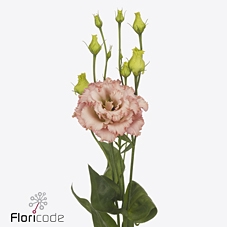 Lisianthus do alissa light apricot