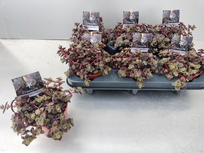 <h4>CRASS MARGINALIS</h4>