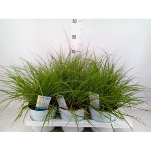 Pennisetum alopec. 'Hameln'