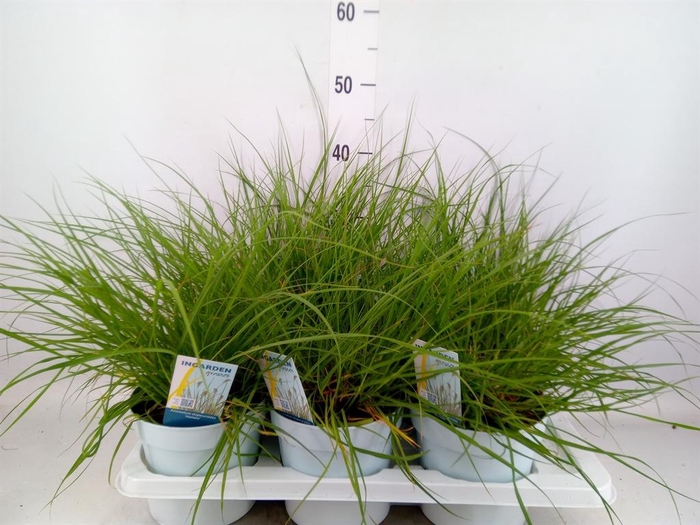 <h4>Pennisetum alopec. 'Hameln'</h4>
