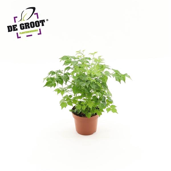 <h4>Radermachera sinica</h4>