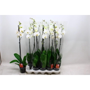 PHAL OV WIT