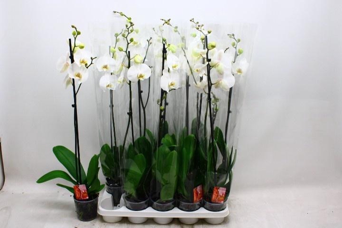 <h4>PHAL OV WIT</h4>